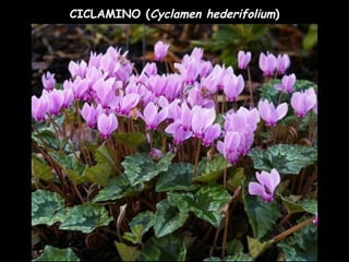 CICLAMINO (Cyclamen hederifolium)
 