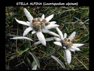 STELLA ALPINA (Leontopodium alpinum)
 