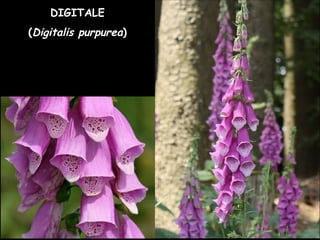 DIGITALE
(Digitalis purpurea)
 