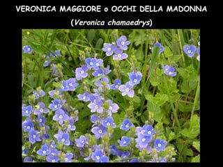 VERONICA MAGGIORE o OCCHI DELLA MADONNA
(Veronica chamaedrys)
 