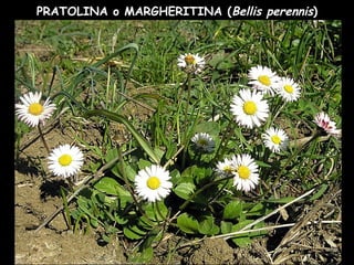 PRATOLINA o MARGHERITINA (Bellis perennis)
 