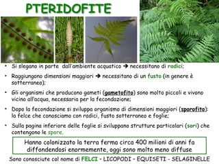 • Si slegano in parte dall’ambiente acquatico  necessitano di radici;
• Raggiungono dimensioni maggiori  necessitano di un fusto (in genere è
sotterraneo);
• Gli organismi che producono gameti (gametofito) sono molto piccoli e vivono
vicino all’acqua, necessaria per la fecondazione;
• Dopo la fecondazione si sviluppa organismo di dimensioni maggiori (sporofito):
la felce che conosciamo con radici, fusto sotterraneo e foglie;
• Sulla pagina inferiore delle foglie si sviluppano strutture particolari (sori) che
contengono le spore.
Hanno colonizzato la terra ferma circa 400 milioni di anni fa
diffondendosi enormemente, oggi sono molto meno diffuse
PTERIDOFITE
Sono conosciute col nome di FELCI – LICOPODI – EQUISETI - SELAGINELLE
 