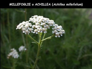 MILLEFOGLIE o ACHILLEA (Achillea millefolium)
 