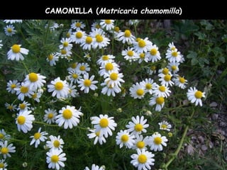 CAMOMILLA (Matricaria chamomilla)
 