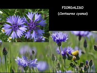 FIORDALISO
(Centaurea cyanus)
 
