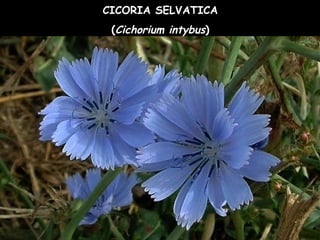 CICORIA SELVATICA
(Cichorium intybus)
 