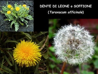 DENTE DI LEONE o SOFFIONE
(Taraxacum officinale)
 