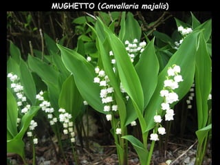 MUGHETTO (Convallaria majalis)
 