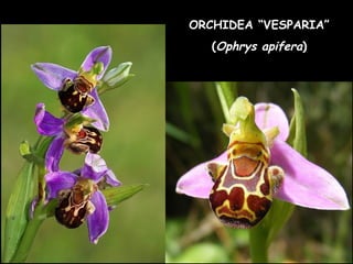 ORCHIDEA “VESPARIA”
(Ophrys apifera)
 