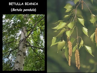 BETULLA BIANCA
(Betula pendula)
 
