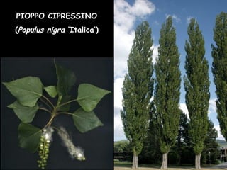 PIOPPO CIPRESSINO
(Populus nigra ‘Italica’)
 
