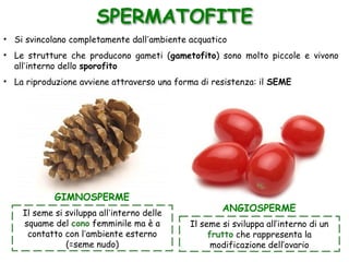 SPERMATOFITE
• Si svincolano completamente dall’ambiente acquatico
• Le strutture che producono gameti (gametofito) sono molto piccole e vivono
all’interno dello sporofito
• La riproduzione avviene attraverso una forma di resistenza: il SEME
ANGIOSPERME
GIMNOSPERME
Il seme si sviluppa all’interno delle
squame del cono femminile ma è a
contatto con l’ambiente esterno
(=seme nudo)
Il seme si sviluppa all’interno di un
frutto che rappresenta la
modificazione dell’ovario
 