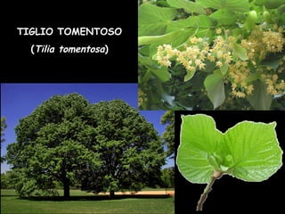 TIGLIO TOMENTOSO
(Tilia tomentosa)
 