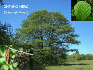 ONTÀNO NERO
(Alnus glutinosa)
 