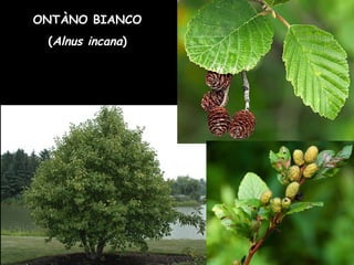 ONTÀNO BIANCO
(Alnus incana)
 
