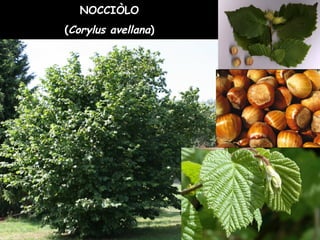 NOCCIÒLO
(Corylus avellana)
 
