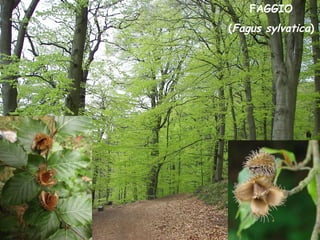 FAGGIO
(Fagus sylvatica)
 