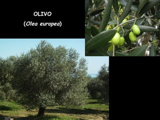 OLIVO
(Olea europea)
 