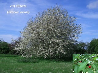 CILIEGIO
(Prunus avium)
 