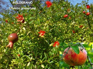 MELOGRANO
(Punica granatum)
 