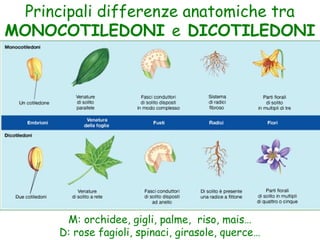 Principali differenze anatomiche tra
MONOCOTILEDONI e DICOTILEDONI
M: orchidee, gigli, palme, riso, mais…
D: rose fagioli, spinaci, girasole, querce…
 