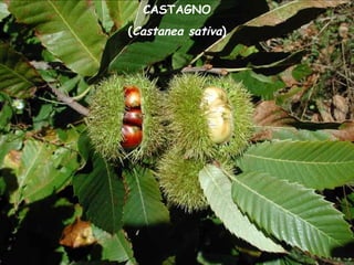 CASTAGNO
(Castanea sativa)
 
