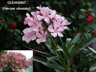 OLEANDRO
(Nerium oleander)
 