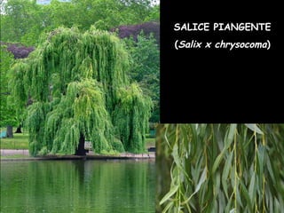 SALICE PIANGENTE
(Salix x chrysocoma)
 