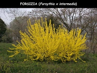 FORSIZIA (Forsythia x intermedia)
 