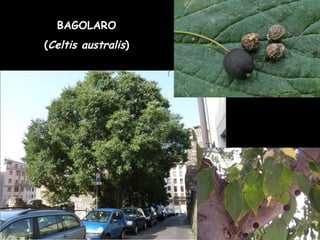 BAGOLARO
(Celtis australis)
 