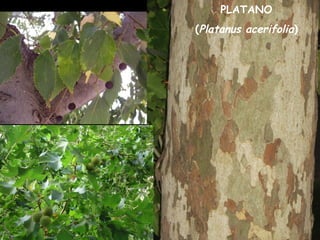 PLATANO
(Platanus acerifolia)
 