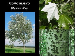 PIOPPO BIANCO
(Populus alba)
 