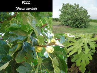 FICO
(Ficus carica)
 