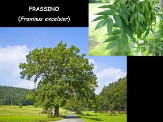 FRASSINO
(Fraxinus excelsior)
 