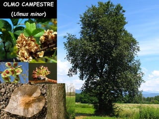 OLMO CAMPESTRE
(Ulmus minor)
 