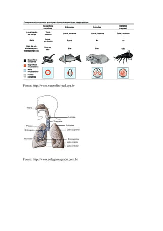 Fonte: http://www.vanzolini-ead.org.br




Fonte: http://www.colegiosagrado.com.br
 
