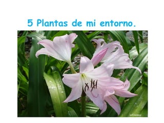 5 Plantas de mi entorno.

 