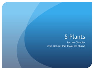 5 Plants
                   By: Joe Chandler
(The pictures that I took are blurry)
 