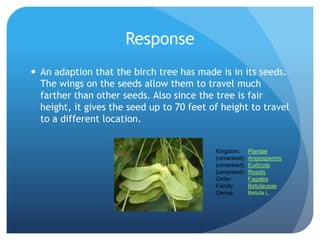 Response
 An adaption that the birch tree has made is in its seeds.
  The wings on the seeds allow them to travel much
  farther than other seeds. Also since the tree is fair
  height, it gives the seed up to 70 feet of height to travel
  to a different location.


                                           Kingdom:      Plantae
                                           (unranked):   Angiosperms
                                           (unranked):   Eudicots
                                           (unranked):   Rosids
                                           Order:        Fagales
                                           Family:       Betulaceae
                                           Genus:        Betula L.
 