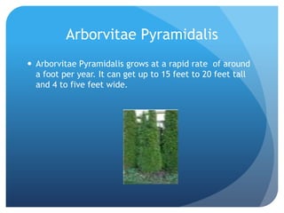 Arborvitae Pyramidalis
 Arborvitae Pyramidalis grows at a rapid rate of around
  a foot per year. It can get up to 15 feet to 20 feet tall
  and 4 to five feet wide.
 