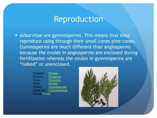 Reproduction
 Arborvitae are gymnosperms. This means that they
  reproduce using through their small cones pine cones.
  Gymnosperms are much different than angiosperms
  because the ovules in angiosperms are enclosed during
  fertilization whereas the ovules in gymnosperms are
  “naked” or unenclosed.
        Kingdom: Plantae
        Division:  Pinophyta
        Class:     Pinopsida
        Order:     Pinales
        Family:    Cupressaceae
        Subfamily: Cupressoideae
        Genus:ThujaL.
 