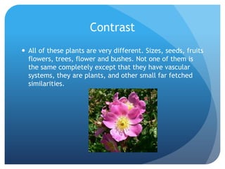 Contrast
 All of these plants are very different. Sizes, seeds, fruits
  flowers, trees, flower and bushes. Not one of them is
  the same completely except that they have vascular
  systems, they are plants, and other small far fetched
  similarities.
 