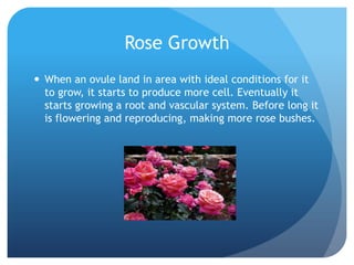 Rose Growth
 When an ovule land in area with ideal conditions for it
  to grow, it starts to produce more cell. Eventually it
  starts growing a root and vascular system. Before long it
  is flowering and reproducing, making more rose bushes.
 