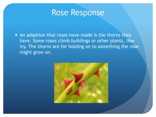 Rose Response

 An adaption that roses have made is the thorns they
  have. Some roses climb buildings or other plants, like
  ivy. The thorns are for holding on to something the rose
  might grow on.
 