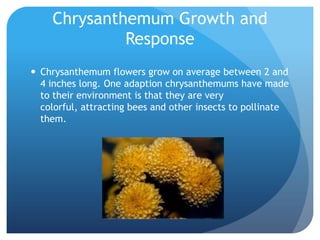 Chrysanthemum Growth and
             Response
 Chrysanthemum flowers grow on average between 2 and
  4 inches long. One adaption chrysanthemums have made
  to their environment is that they are very
  colorful, attracting bees and other insects to pollinate
  them.
 