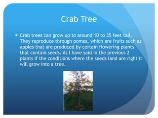 Crab Tree
 Crab trees can grow up to around 10 to 35 feet tall.
  They reproduce through pomes, which are fruits such as
  apples that are produced by certain flowering plants
  that contain seeds. As I have said in the previous 2
  plants if the conditions where the seeds land are right it
  will grow into a tree.
 