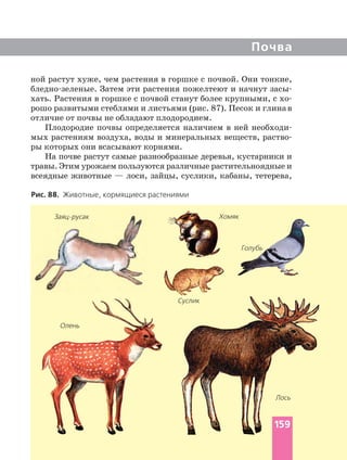 Почва
ной растут хуже, чем растения в горшке с почвой. Они тонкие,
Затем эти растения пожелтеют и начнут
хать. Растения в горшке с почвой станут более крупными, с
рошо развитыми стеблями и листьями (рис. 87). Песок и глинав
отличие от почвы не обладают плодородием.
Плодородие почвы определяется наличием в ней
мых растениям воздуха, воды и минеральных веществ,
ры которых они всасывают корнями.
На почве растут самые разнообразные деревья, кустарники и
травы. Этим урожаем пользуются различные растительноядные и
всеядные животные — лоси, зайцы, суслики, кабаны, тетерева,
Рис. 88. Животные, кормящиеся растениями
Хомяк
Суслик
Голубь
Олень
Лось
159
 
