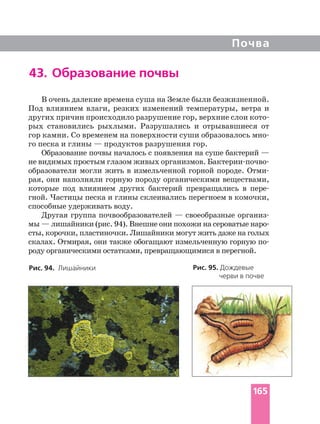 Почва
43. Образование почвы
В очень далекие времена суша на Земле были безжизненной.
Под влиянием влаги, резких изменений температуры, ветра и
других причин происходило разрушение гор, верхние слои
рых становились рыхлыми. Разрушались и отрывавшиеся от
гор камни. Со временем на поверхности суши образовалось
го песка и глины — продуктов разрушения гор.
Образование почвы началось с появления на суше бактерий —
не видимых простым глазом живых организмов.
образователи могли жить в измельченной горной породе.
рая, они наполняли горную породу органическими веществами,
которые под влиянием других бактерий превращались в
гной. Частицы песка и глины склеивались перегноем в комочки,
способные удерживать воду.
Другая группа почвообразователей — своеобразные
мы —
сты, корочки, пластиночки. Лишайники могут жить даже на голых
скалах. Отмирая, они также обогащают измельченную горную
роду органическими остатками, превращающимися в перегной.
Рис. 95. Дождевые
черви в почве
Рис. 94. Лишайники
165
 