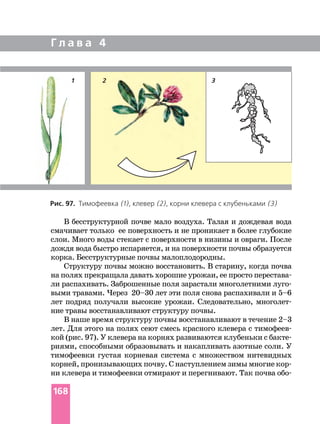 Г л а в а 4
Рис. 97. Тимофеевка (1), клевер (2), корни клевера с клубеньками (3)
321
168
 