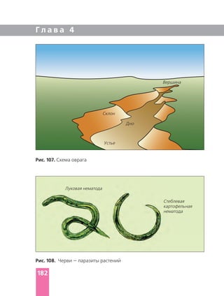 Г л а в а 4
Рис. 107. Схема оврага
Рис. 108. Черви — паразиты растений
Вершина
Дно
Склон
Устье
Луковая нематода
Стеблевая
картофельная
нематода
182
 
